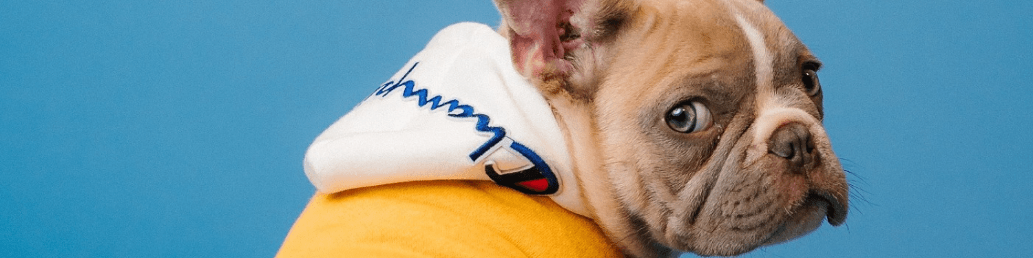 Pets and Animals illustration